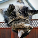 Illustration for article titled An introductory guide to studies in kitty physics